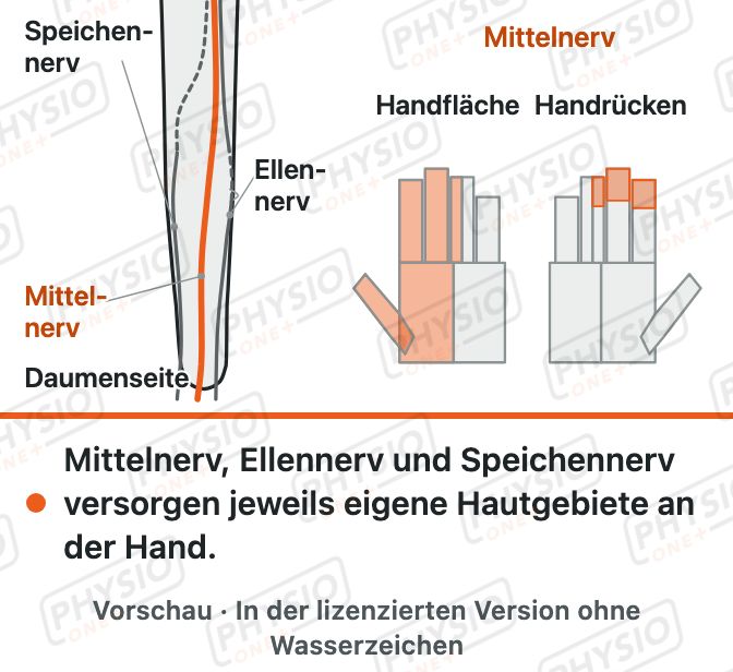 Vorschau: Die drei großen Armnerven