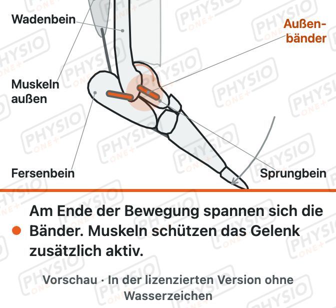 Vorschau: Bänder sichern das Gelenk