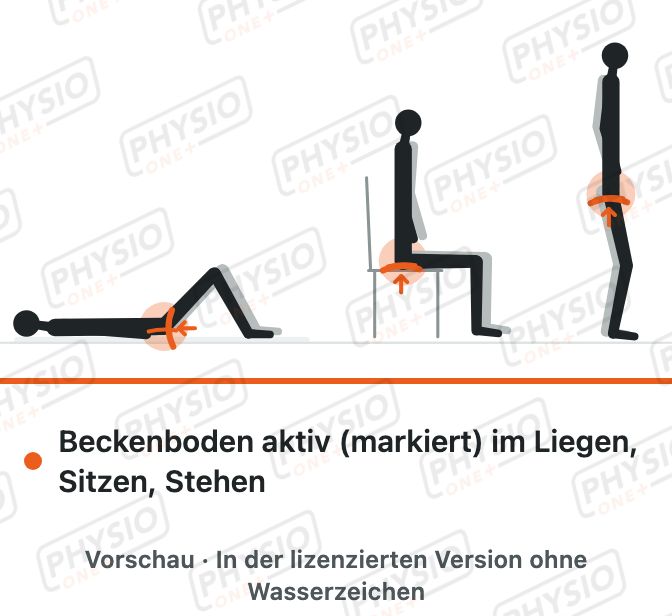 Vorschau: Beckenboden in drei Positionen