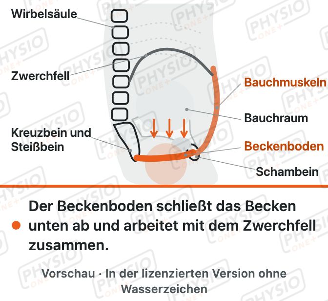 Vorschau: Beckenboden: Lage und Aufgaben