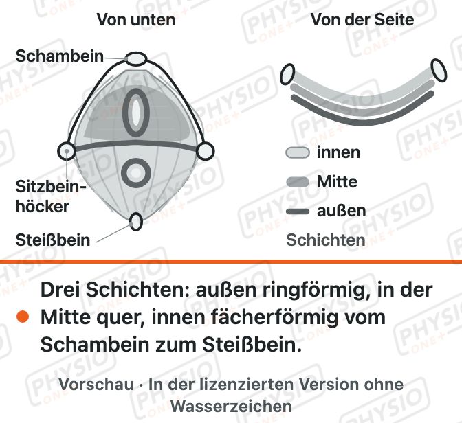 Vorschau: Beckenboden: drei Schichten