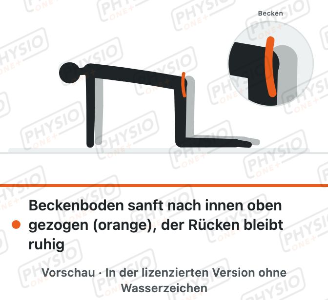 Vorschau: Beckenboden im Vierfüßlerstand