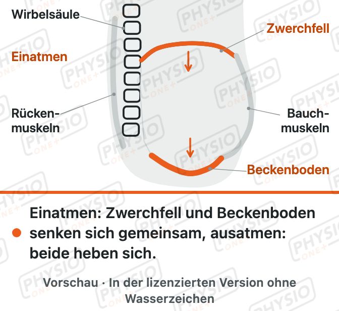 Vorschau: Zwerchfell und Beckenboden arbeiten zusammen