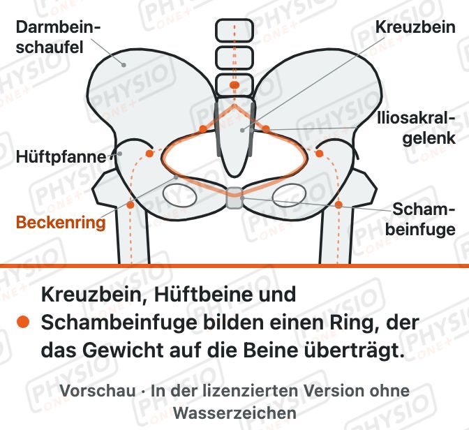 Vorschau: Der Beckenring