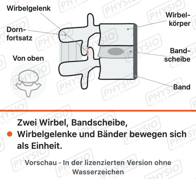 Vorschau: Bewegungssegment: zwei Wirbel und eine Bandscheibe
