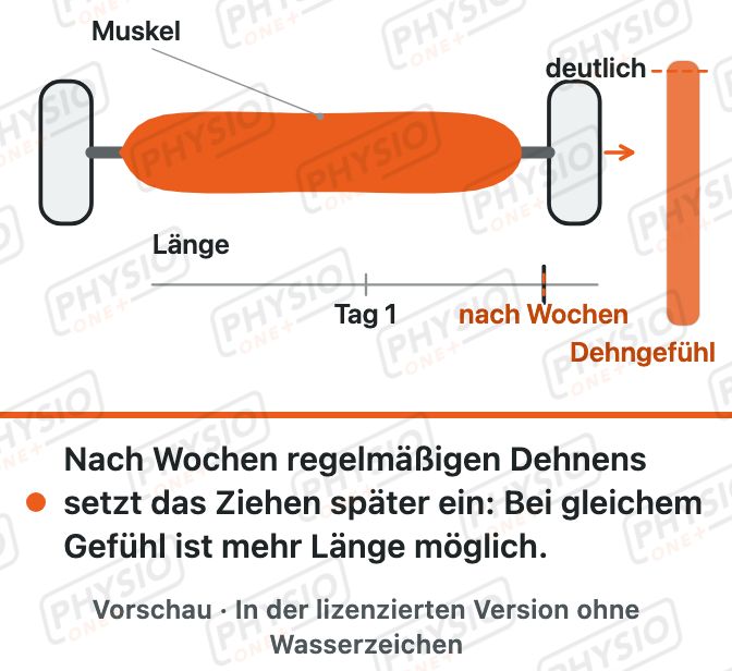 Vorschau: Was beim Dehnen passiert