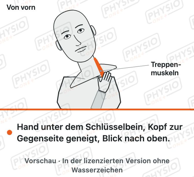 Vorschau: Dehnung der seitlichen Halsmuskeln