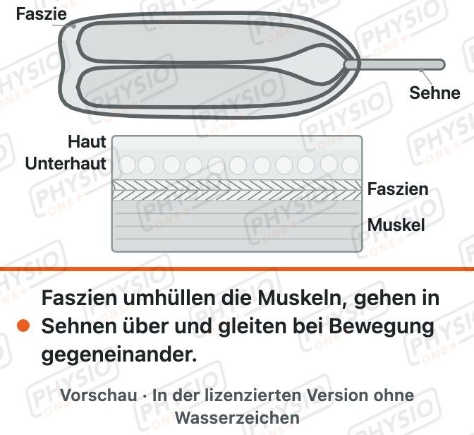 Vorschau: Faszien: das Bindegewebsnetz