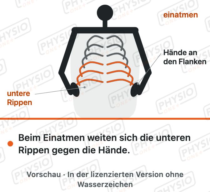 Vorschau: Flankenatmung