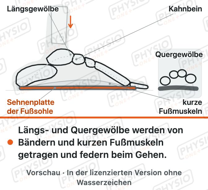 Vorschau: Das Fußgewölbe