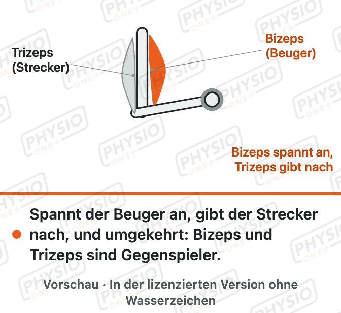 Vorschau: Gegenspieler: Beuger und Strecker