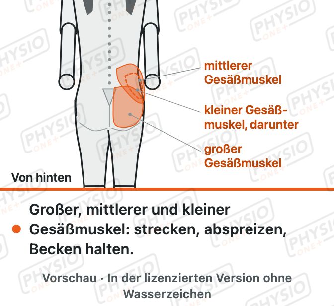 Vorschau: Die Gesäßmuskeln