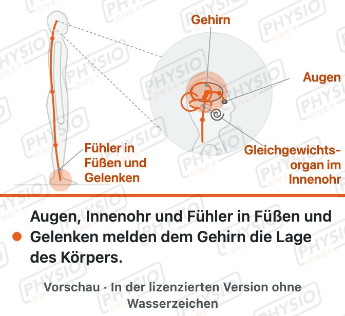 Vorschau: Gleichgewicht: Augen, Innenohr und Füße