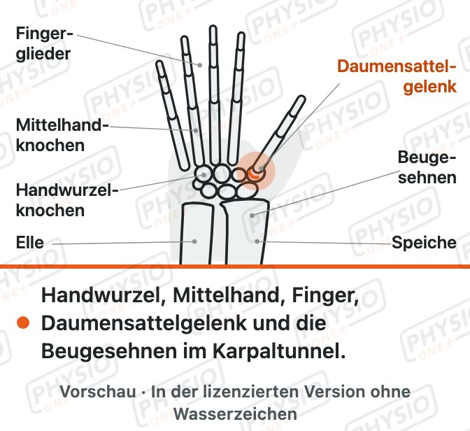 Vorschau: Aufbau von Hand und Handgelenk