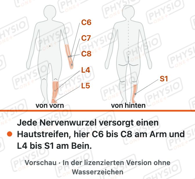 Vorschau: Hautareale der Nervenwurzeln