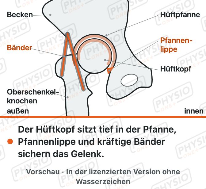 Vorschau: Aufbau des Hüftgelenks