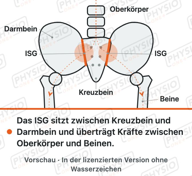 Vorschau: Kreuz-Darmbein-Gelenk (ISG)