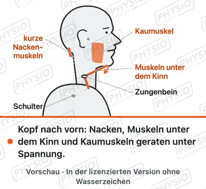 Vorschau: Kiefer und Nacken hängen zusammen