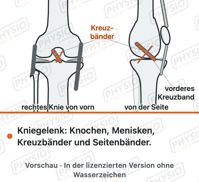 Vorschau: Aufbau des Kniegelenks