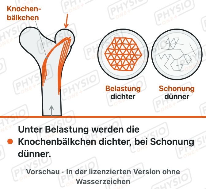 Vorschau: Knochen bauen sich nach Belastung um