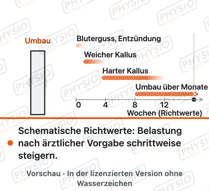 Vorschau: Knochenheilung nach einem Bruch