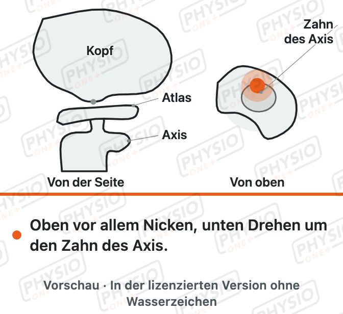 Vorschau: Die Kopfgelenke