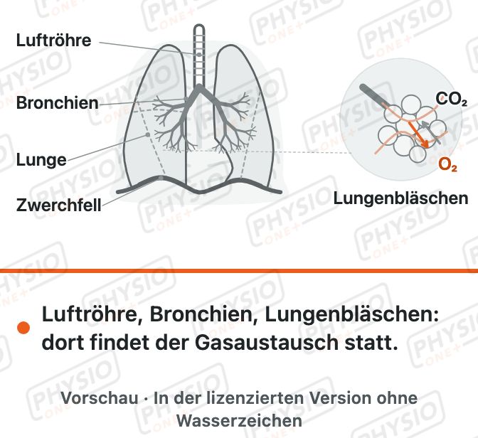 Vorschau: Lunge und Atemwege