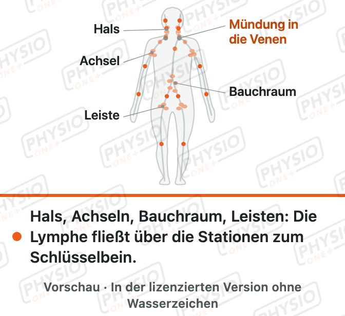 Vorschau: Lymphknotenstationen im Körper