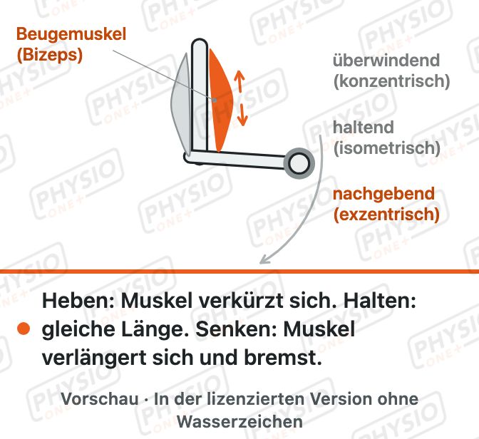 Vorschau: Wie ein Muskel arbeitet: nachgebend, überwindend, haltend