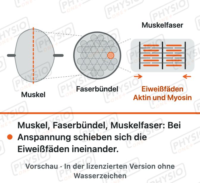 Vorschau: Vom Muskel zur Muskelfaser