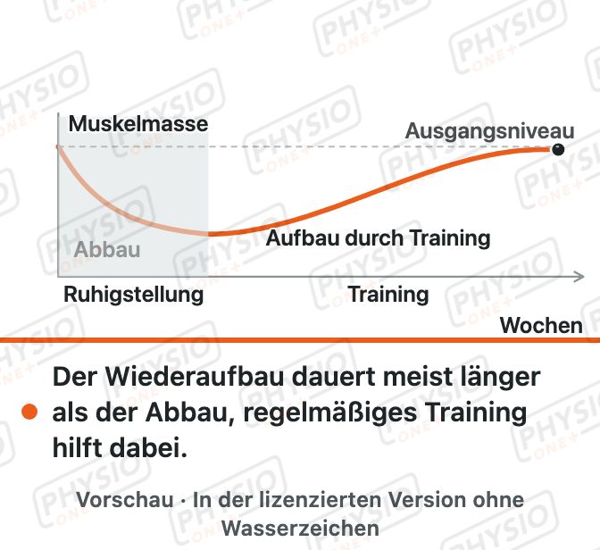 Vorschau: Muskelabbau und Wiederaufbau nach Ruhigstellung
