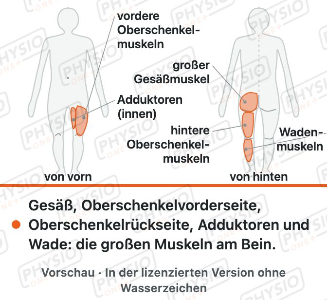 Vorschau: Wichtige Muskeln am Bein