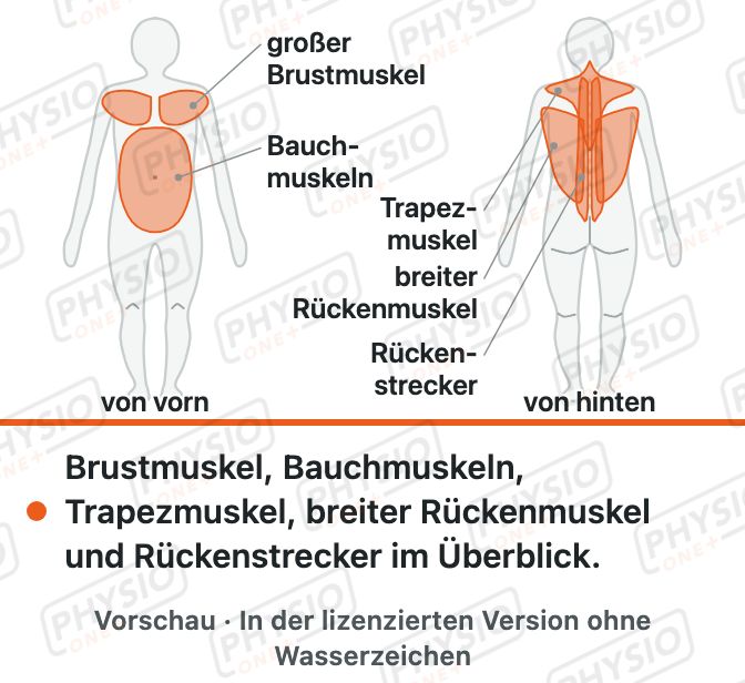 Vorschau: Wichtige Muskeln an Rumpf und Schulter