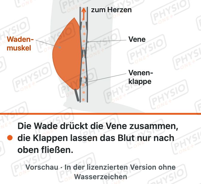 Vorschau: Muskelpumpe und Venenklappen