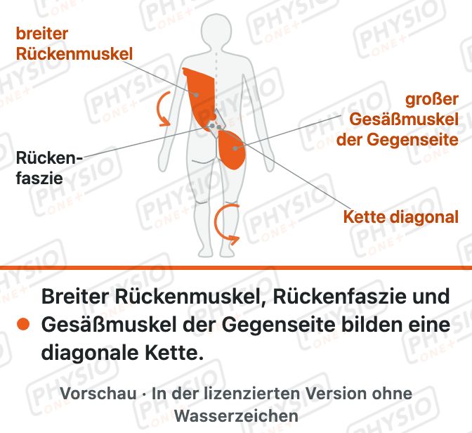 Vorschau: Muskelschlingen: diagonal über den Rücken