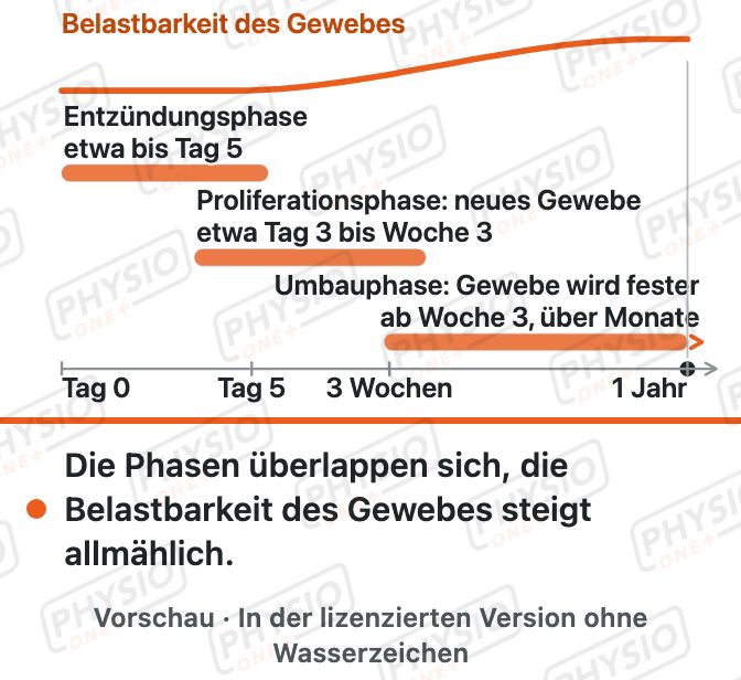 Vorschau: Phasen der Wundheilung