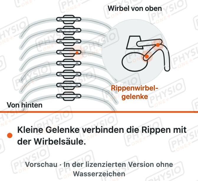 Vorschau: Stechen zwischen den Rippen
