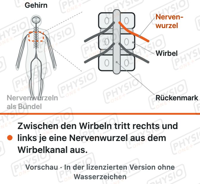 Vorschau: Rückenmark und Nervenwurzeln