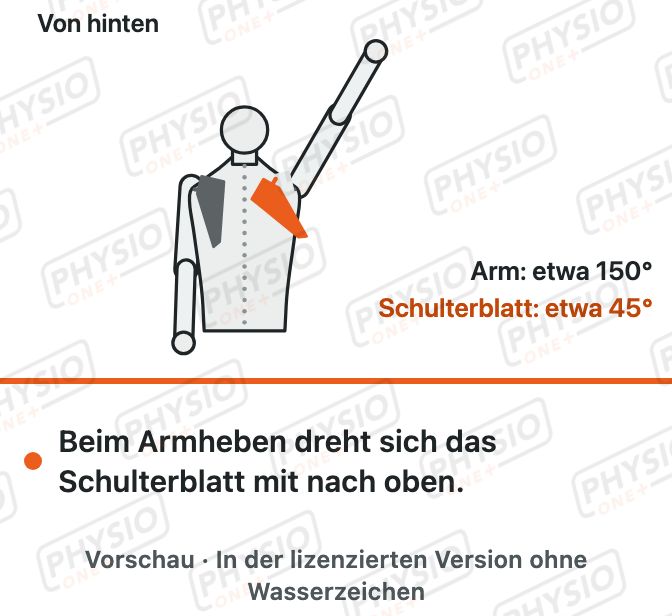 Vorschau: Zusammenspiel von Schulterblatt und Oberarm