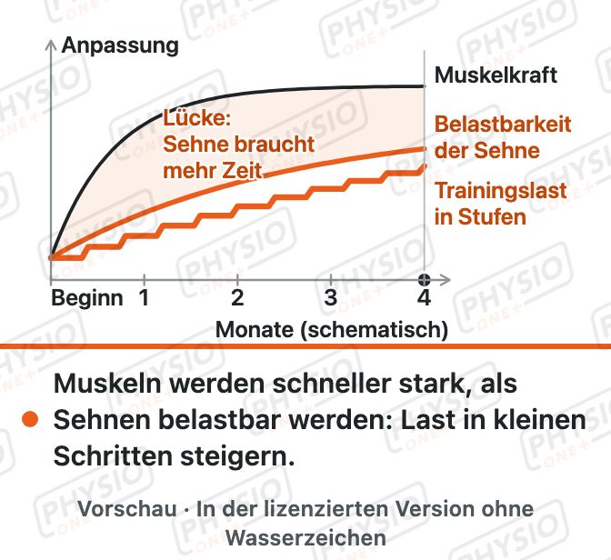 Vorschau: Sehnen passen sich langsam an
