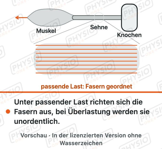 Vorschau: Sehne: Aufbau und Belastbarkeit