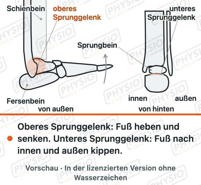 Vorschau: Aufbau des Sprunggelenks