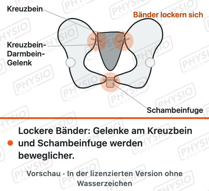Vorschau: Schmerzen an Schambein und Kreuzbein in der Schwangerschaft
