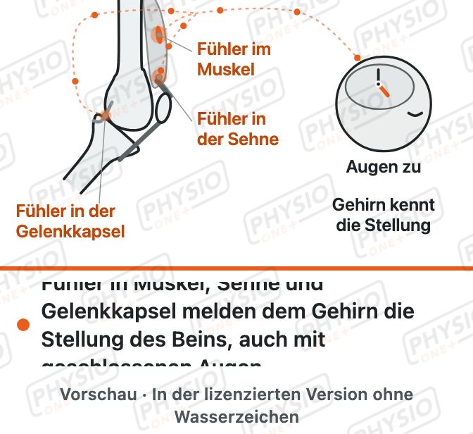 Vorschau: Tiefensensibilität: Gelenke melden ihre Stellung