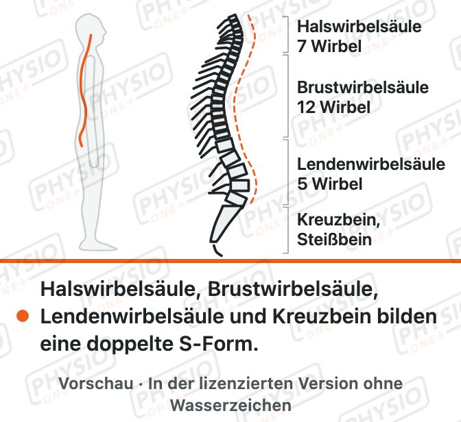 Vorschau: Aufbau der Wirbelsäule