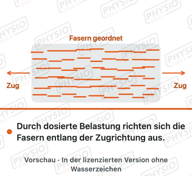 Vorschau: Gewebeumbau nach einer Verletzung