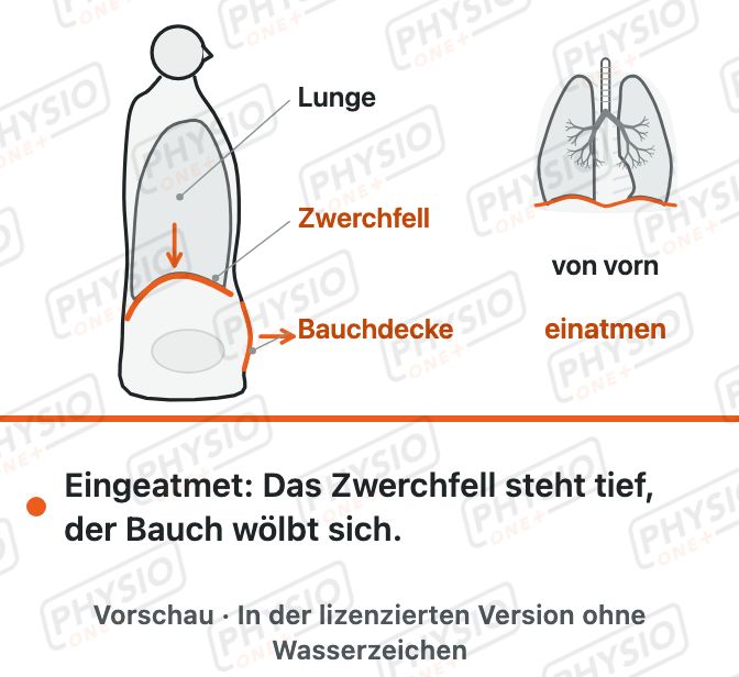 Vorschau: Das Zwerchfell: wichtigster Atemmuskel